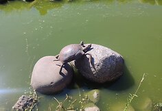 Juozo Kavaliausko Malūno kalvė Leipalingyje