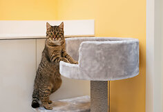 PetCity katė