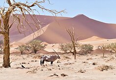 Namibija. Kuo džiugina gyvenimas dykumoje?