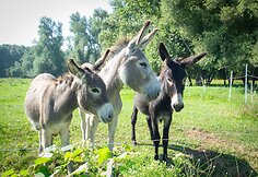 Velky-Lel laukinės gamtos stovykla