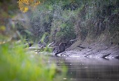 Velky-Lel laukinės gamtos stovykla