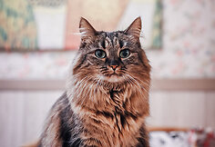 &bdquo;Cat Cafe&ldquo; &ndash; daugiau nei kavinė: unikalus socialinis verslas, kuriantis vertę investuotojams