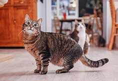 &bdquo;Cat Cafe&ldquo; &ndash; daugiau nei kavinė: unikalus socialinis verslas, kuriantis vertę investuotojams