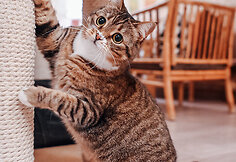 &bdquo;Cat Cafe&ldquo; &ndash; daugiau nei kavinė: unikalus socialinis verslas, kuriantis vertę investuotojams