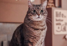&bdquo;Cat Cafe&ldquo; &ndash; daugiau nei kavinė: unikalus socialinis verslas, kuriantis vertę investuotojams