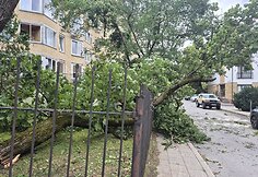 Vėjo nuverstas klevas Lū&scaron;ių g., Žvėryne, Vilniuje