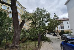 Vėjo nuverstas klevas Lū&scaron;ių g., Žvėryne, Vilniuje