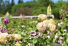 IMG_7054