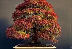 K.Ptakausko bonsai menas