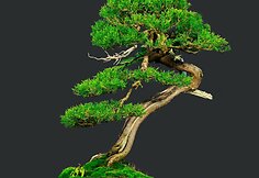 K.Ptakausko bonsai menas