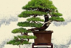 K.Ptakausko bonsai menas