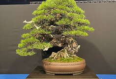 K.Ptakausko bonsai menas