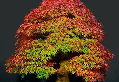 K.Ptakausko bonsai menas