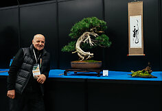 K.Ptakausko bonsai menas