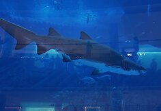 &bdquo;Dubai Mall&ldquo; akvariumas
