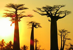Madagaskaras. Paslaptinga sala iš jūsų vaikystės knygų