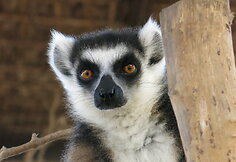 Madagaskaras. Paslaptinga sala iš jūsų vaikystės knygų