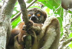 Madagaskaras. Paslaptinga sala iš jūsų vaikystės knygų