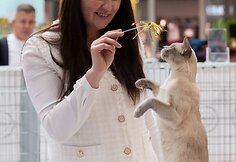 Puikios žinios gyvūnų mylėtojams: &scaron;į savaitgalį &bdquo;Vilnius Outlet&ldquo; vėl &scaron;urmuliuos Tarptautinė Kačių paroda 