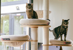 PURINA ir SOS GYVŪNAI subūrė gyvūnų mylėtojus vasaros šventėje