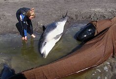 Delfinas