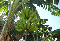 Bananai