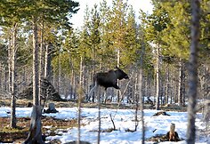 Pavasaris Norvegijos kalnuose