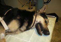 Į veterinarijos kliniką atvežto J&uuml;rio būklė buvo kriti&scaron;ka.