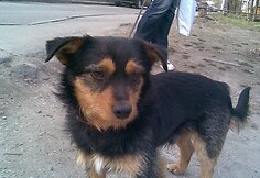 &Scaron;uniukas i&scaron; Kauno