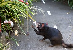 Tasmanijos velnias zoologijos sode vaišinasi negyvomis pelėmis.