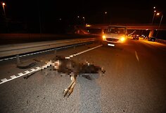 Prie Vilniaus du automobiliai susidūrė su briedžiu.