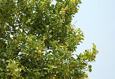 Citrinmedis