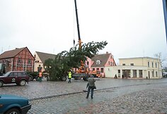 Į Klaipėdą atgabenta Kalėdų eglutė.