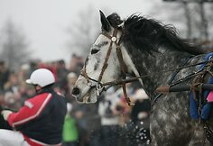 Eiklus žirgas