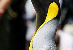 Edinburge pingvinas Nilsas Olavas buvo įšventintas į riterius.