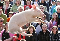 Miss Porky Pig