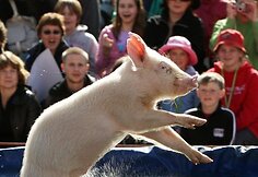 Miss Porky Pig