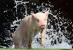 Miss Porky Pig