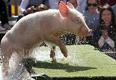 Miss Porky Pig