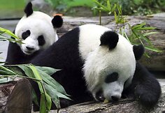Šias žavias pandas jau aplankė maždaug 500 vaikų.