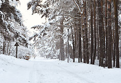 Snieguota Palanga
