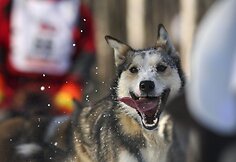Dar vienas iš šunų kinkinių lenktynių „Iditarod“, vykstančių Aliaskoje, dalyvis.