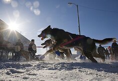 Šunų kinkinių komandos lekia lenktynių trasa.