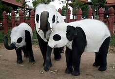 Tailando zoologijos sodo darbuotojai nekenksmingais dažais nudažė dramblius kaip pandas.