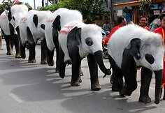 Tailando zoologijos sodo darbuotojai nekenksmingais dažais nudažė dramblius kaip pandas.