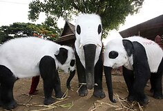 Tailando zoologijos sodo darbuotojai nekenksmingais dažais nudažė dramblius kaip pandas.