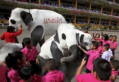 Tailando zoologijos sodo darbuotojai nekenksmingais dažais nudažė dramblius kaip pandas.