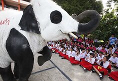 Tailando zoologijos sodo darbuotojai nekenksmingais dažais nudažė dramblius kaip pandas.