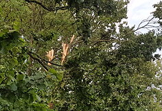 Audra Tel&scaron;ių rajone