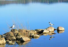 Bundanti gamta praskaidrina nuotaiką.